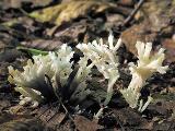 Clavulina coralloides