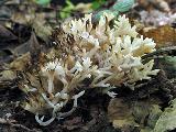 Clavulina coralloides 