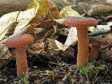 Lactarius fulvissimus