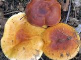 Lactarius fulvissimus 