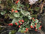 Cladonia coccifera 