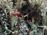 Cladonia coccifera 