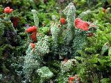 Cladonia coccifera 