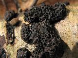 Annulohypoxylon multiforme