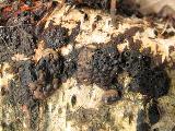 Annulohypoxylon multiforme