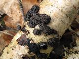 Annulohypoxylon multiforme