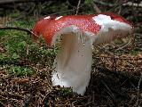 Russula paludosa