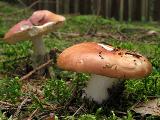 Russula paludosa