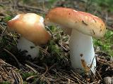 Russula paludosa 