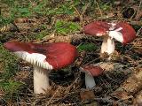 Russula paludosa