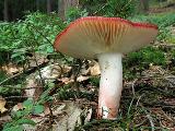 Russula paludosa 