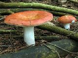 Russula paludosa 