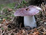 Russula vinosa 