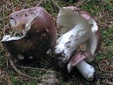 Russula vinosa 