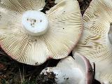 Russula vinosa 