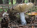 Russula vinosa 