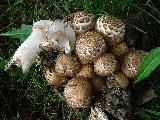 Agaricus bohusii