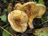 Paxillus rubicundulus