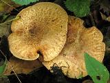 Paxillus rubicundulus 