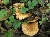 Paxillus rubicundulus