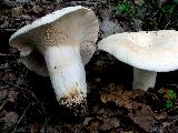 Lactarius piperatus