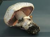 Agaricus bitorquis 