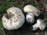 Agaricus bitorquis