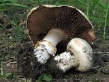 Agaricus bitorquis 