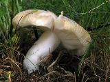 Russula pectinatoides