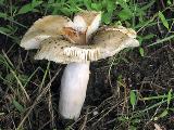 Russula pectinatoides