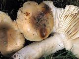 Russula pectinatoides 