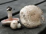 Agaricus campestris 