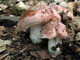 Hygrophorus russula 