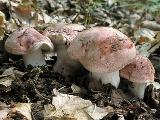 Hygrophorus russula