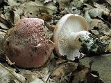 Hygrophorus russula 