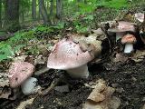 Hygrophorus russula