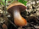 Cortinarius bulliardii 