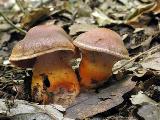 Cortinarius bulliardii 