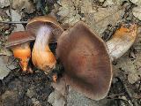 Cortinarius bulliardii