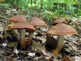 Cortinarius bulliardii 