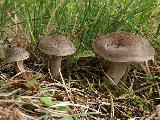 Rhodocybe popinalis