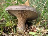 Rhodocybe popinalis 