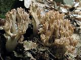 Ramaria fennica