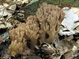 Ramaria fennica