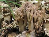 Ramaria fennica 