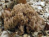 Ramaria fennica