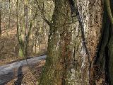 Dendrothele acerina 