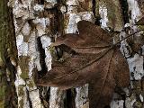 Dendrothele acerina 