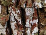 Dendrothele acerina 