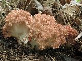 Ramaria botrytis